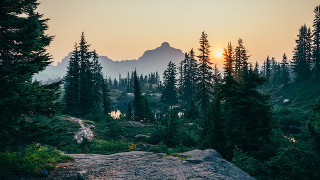 Benefits of Forest Bathing & Why You Should Try It