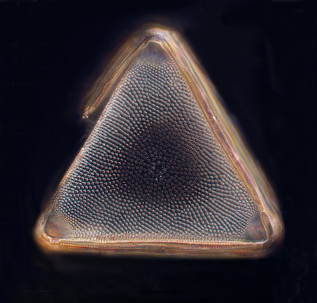 what-is-marine-collagen